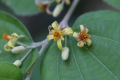 Grewia subinaequalis